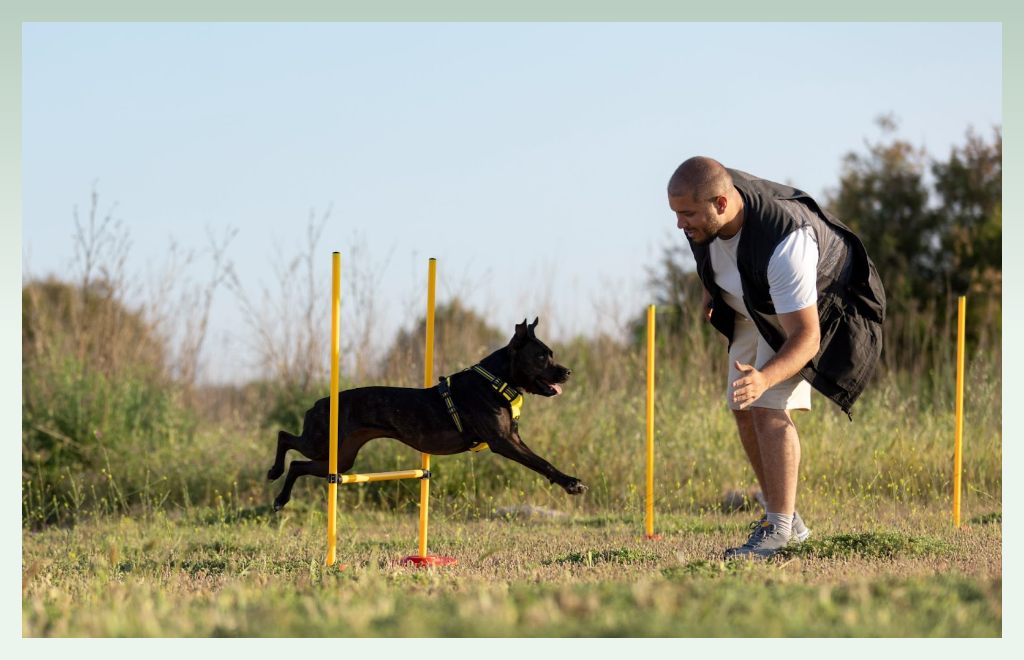 dog-training-pet-business-ideas
