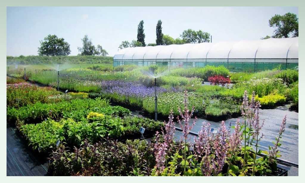 herb-farm-profitable-business-ideas-for-farmers