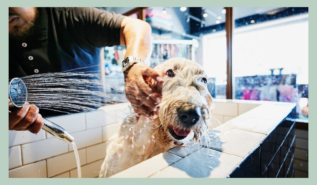 iheartdogs-examples-of-cool-and-creative-pet-business-names
