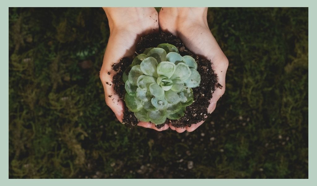 start-with-your-business-idea-and-your-entrepreneurial-spirit-how-to-start-a-plant-business