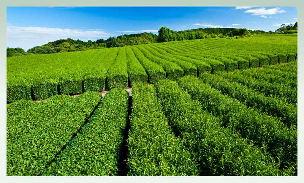 tea-farm-agricultural-related-business-ideas